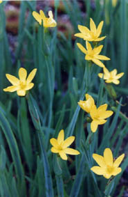 Sisyrinchium californicum